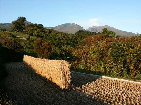今日の浅間山（菱平より望む）