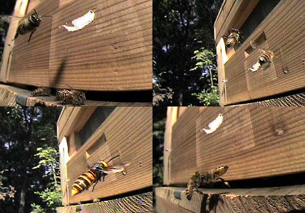 ミツバチの撮影