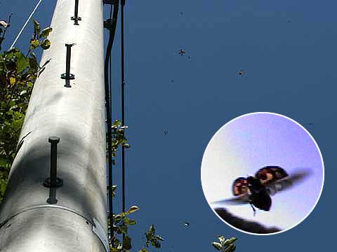 集まりはじめたテントウムシ