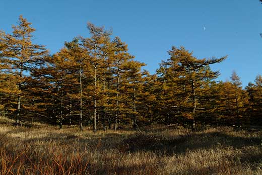 カラマツの黄葉
