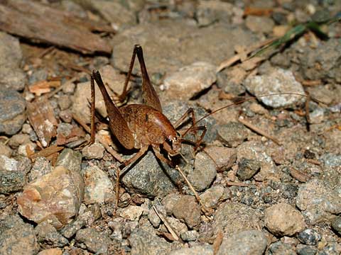 カマドウマの仲間