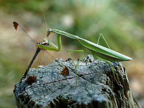 トンボを食べるカマキリ