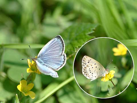 東京のヤマトシジミ