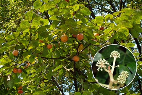東京も秋の気配
