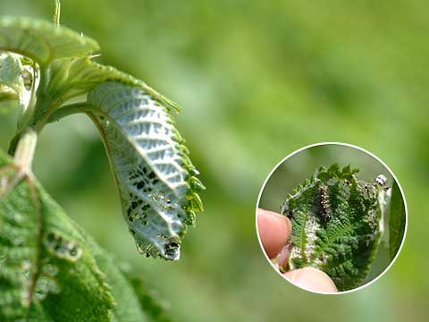 お濠のアカタテハの幼虫