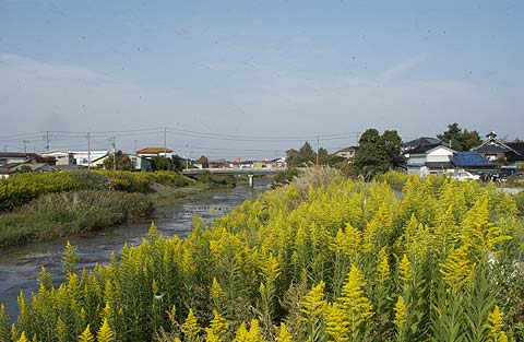セイタカアワダチソウ