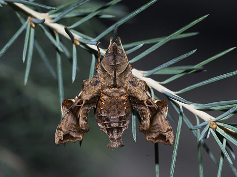 ホシヒメホウジャク
