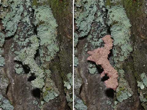 コヤガの一種の幼虫