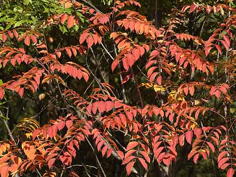 ヤマウルシの紅葉