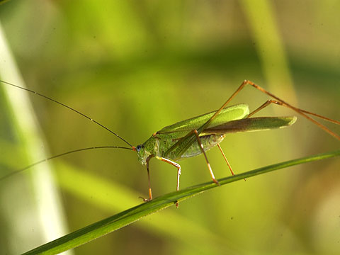 鳴くアシグロツユムシ