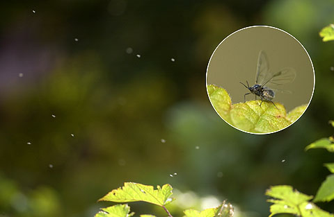 有翅アブラムシの群れ