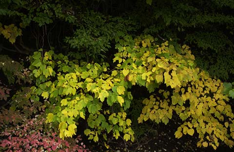ダンコウバイの黄葉