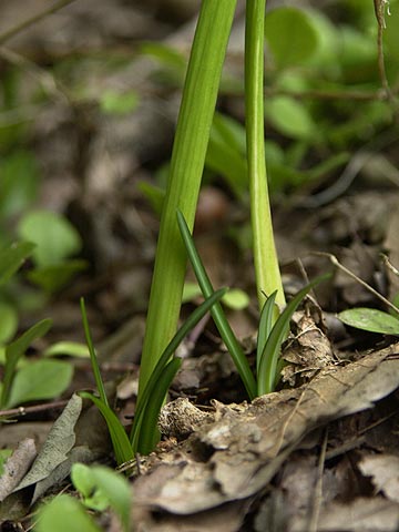 ヒガンバナの葉