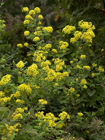 アワコガネギク