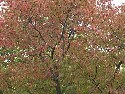桜の紅葉