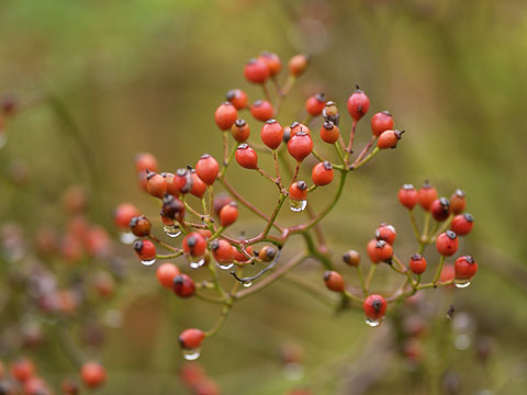 ノイバラの実