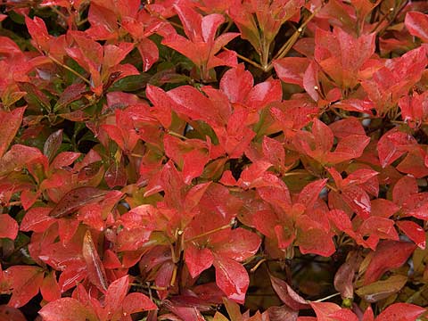 ドウダンツツジの紅葉