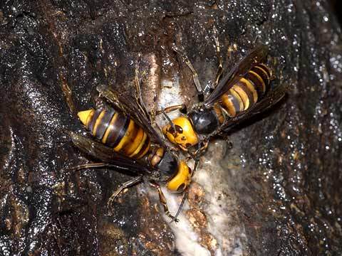 オオスズメバチ