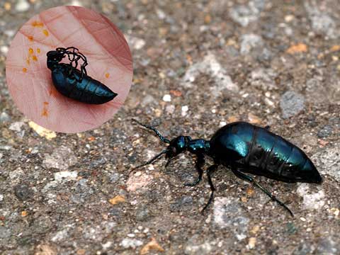 ヒメツチハンミョウのメス