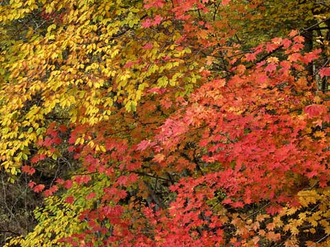 ブナとモミジの紅葉