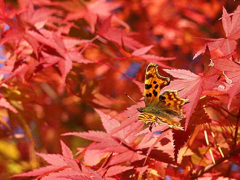 日向ぼっこするシータテハ