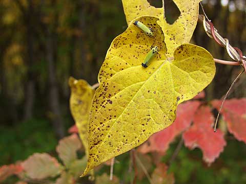 ツマグロオオヨコバイ