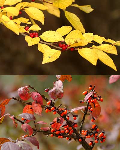 ニシキギとアオハダの実