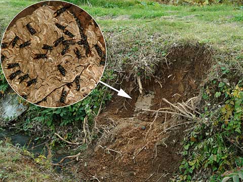 クロスズメバチの巣