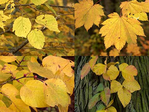 黄色く色づいた葉