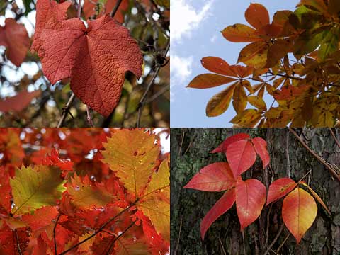 赤く色づいた葉