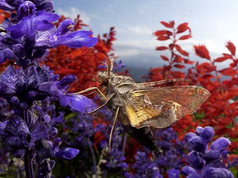 晩秋まで活動するホシヒメホウジャク