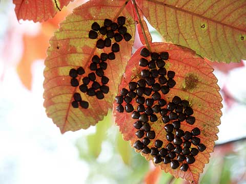 マルカメムシの集団のその後