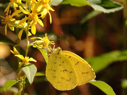 黄色の花が好きなキチョウ