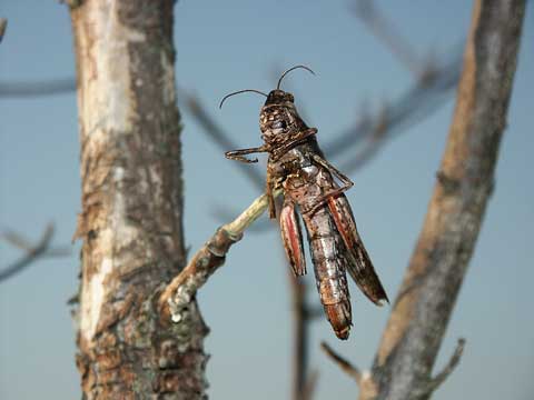 今年はじめて見つけたモズのはやにえ