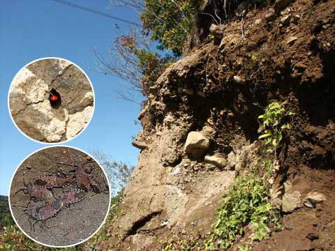 テントウムシとカメムシの越冬