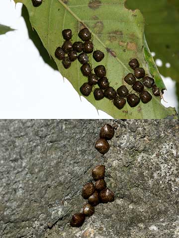 今日のマルカメムシ