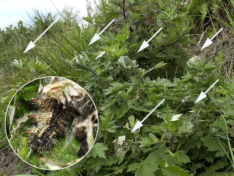 ヒメアカタテハの幼虫