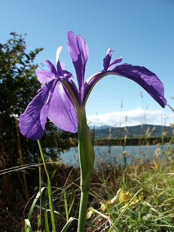 季節はずれのカキツバタ
