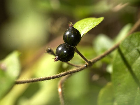 スイカズラの黒い実
