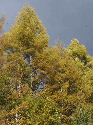 風に揺れる黄葉したカラマツ