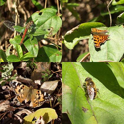 寒い寒い（日向ぼっこする虫たち）