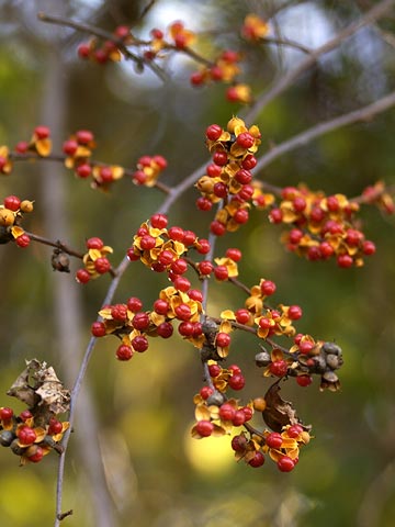 ツルウメモドキの実