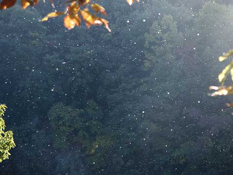 アブラムシの群飛