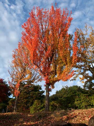 トウカエデの紅葉