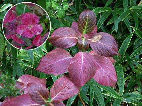 アジサイの紅葉