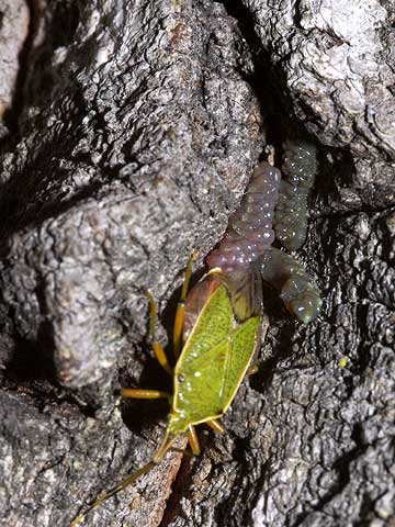 産卵をはじめたクヌギカメムシ