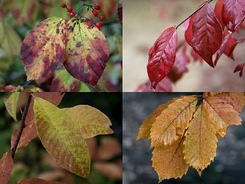 アトリエ近くの紅葉