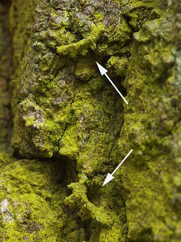 どこにいるのかな（苔に似たコヤガの幼虫）