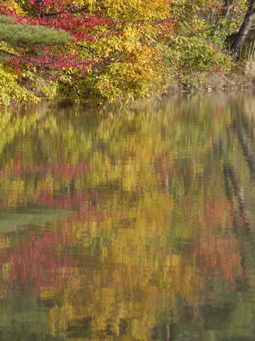 溜池の紅葉
