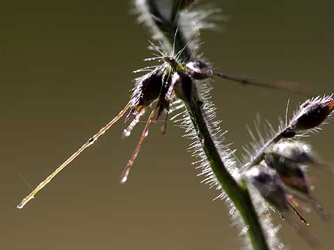 チヂミザサの粘液